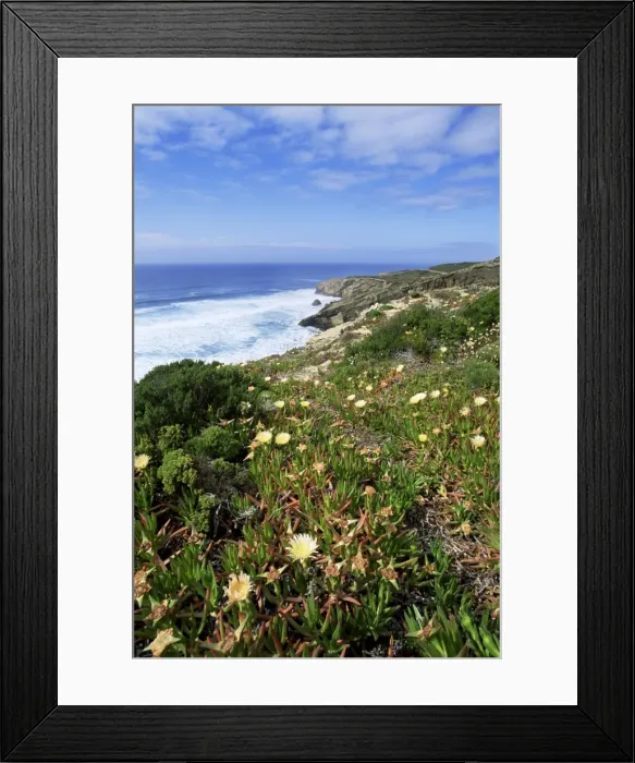 Framed Print : Flowers on cliff top Framed Print : Flowers on cliff top
