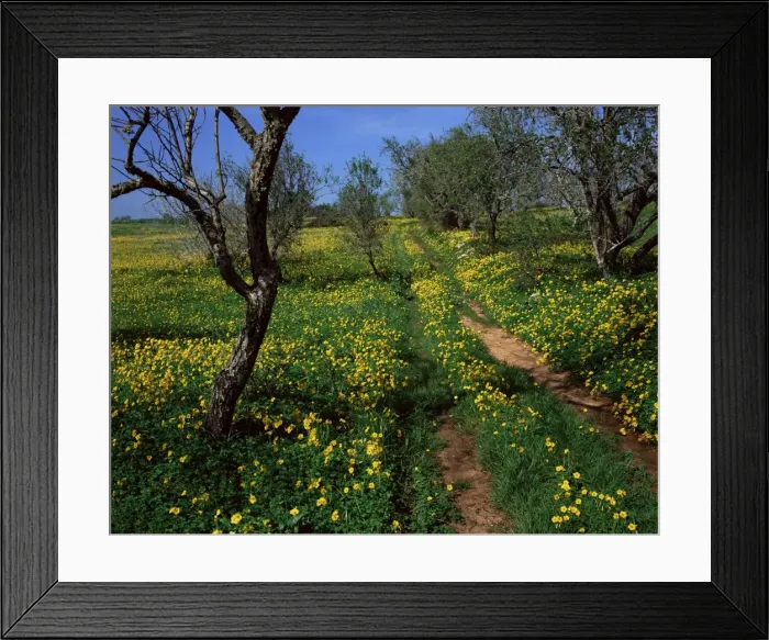 Framed Print : Spring flowers Framed Print : Spring flowers