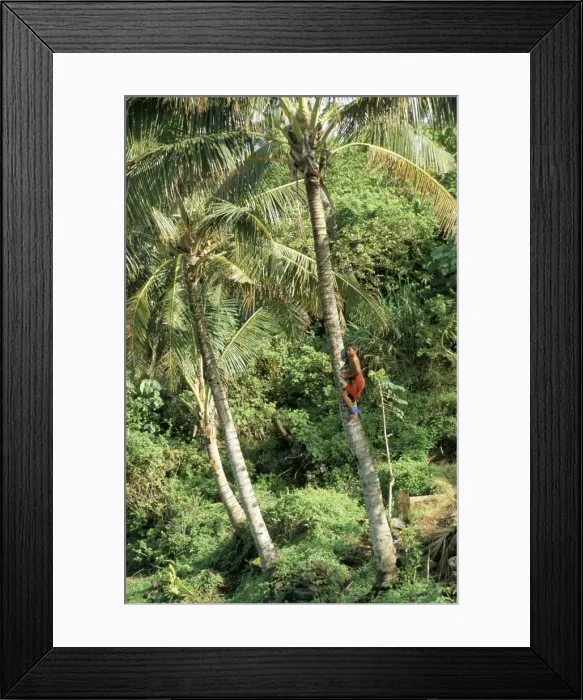 Framed Print : Boy climbing coconut palm Framed Print : Boy climbing coconut palm