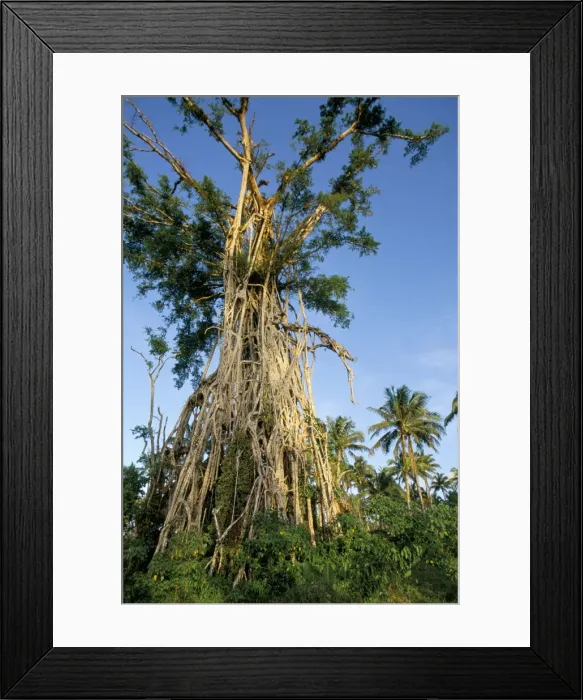 Framed Print : Banyan tree after cyclone hit Framed Print : Banyan tree after cyclone hit