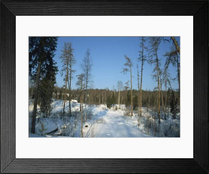 Framed Print : Forests of Pinega National Park in winter Framed Print : Forests of Pinega National Park in winter