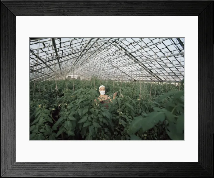 Framed Print : Spraying tomato plants in a hothouse of Pursey Sovchose Framed Print : Spraying tomato plants in a hothouse of Pursey Sovchose