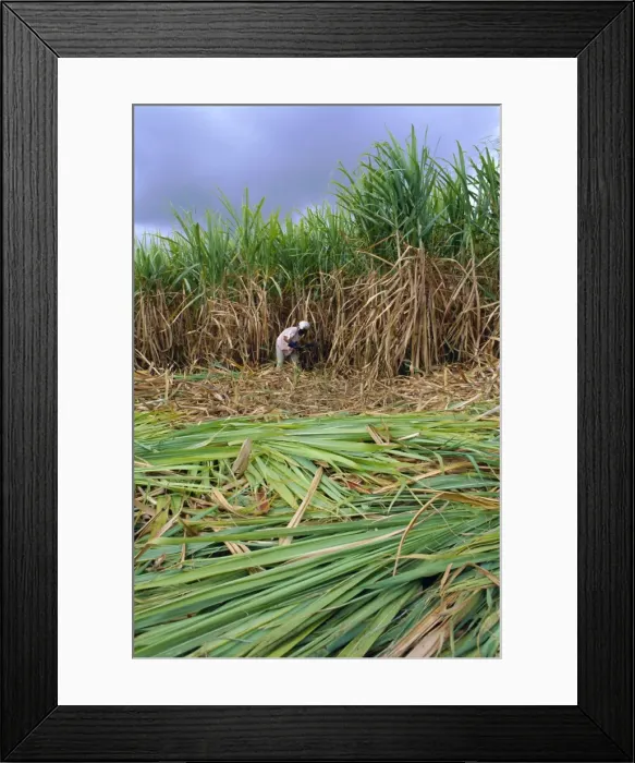 Framed Print : Sugar cane cutting by hand Framed Print : Sugar cane cutting by hand