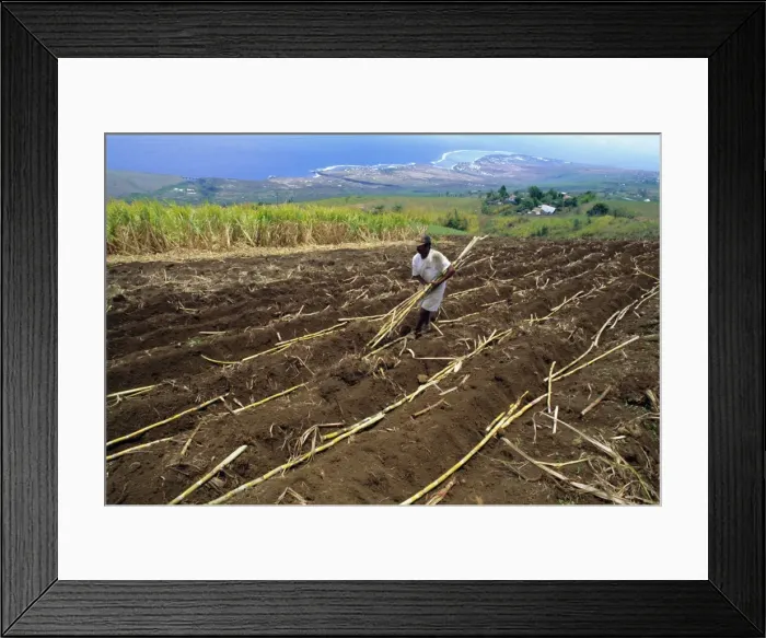 Framed Print : Sugar cane fields
