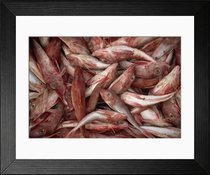 Framed Print : Catch of latchet fish Framed Print : Catch of latchet fish