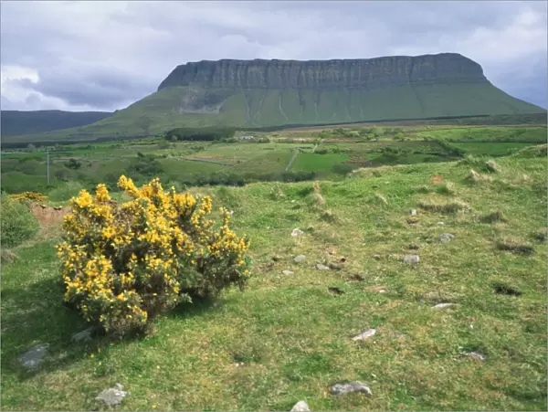 Gorse bush and fields below Benbulben Mountain in County Sligo