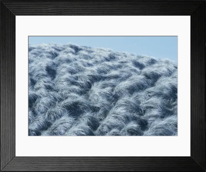 Framed Print : Coastal grasses in the breeze Framed Print : Coastal grasses in the breeze