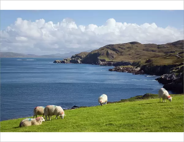 Sheep grazing by rugged coastline of Coulagh Bay between