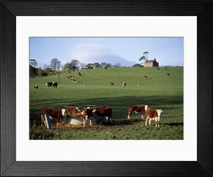 Framed Print : Cattle, south of Bray Framed Print : Cattle, south of Bray