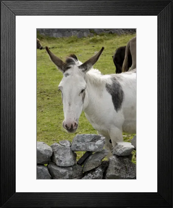Framed Print : Donkeys on The Burren Framed Print : Donkeys on The Burren