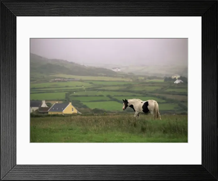 Framed Print : Tinker horse near Allihies Framed Print : Tinker horse near Allihies