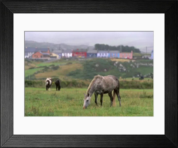 Framed Print : Horses, Connemara and Tinker Framed Print : Horses, Connemara and Tinker