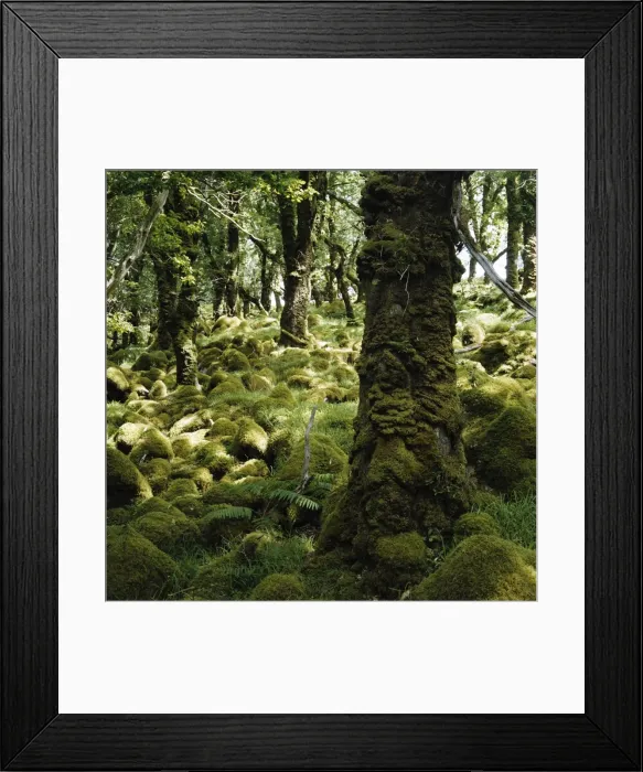 Framed Print : Derrycunnihy Oak Woods Framed Print : Derrycunnihy Oak Woods