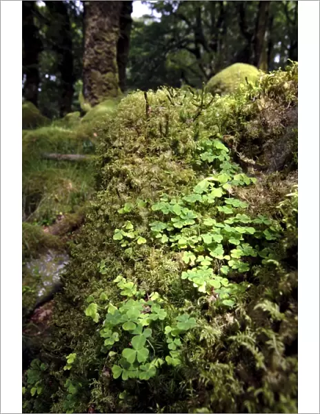 Shamrock growing in an ancient oak forest