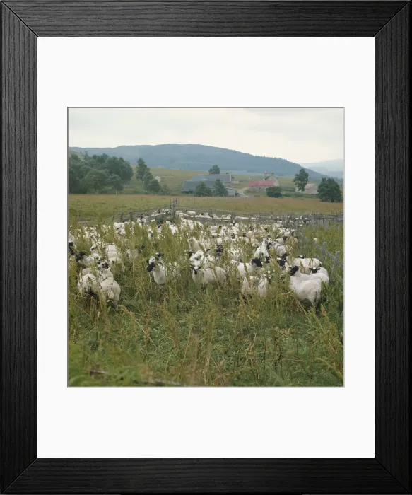 Framed Print : Sheep farm Framed Print : Sheep farm