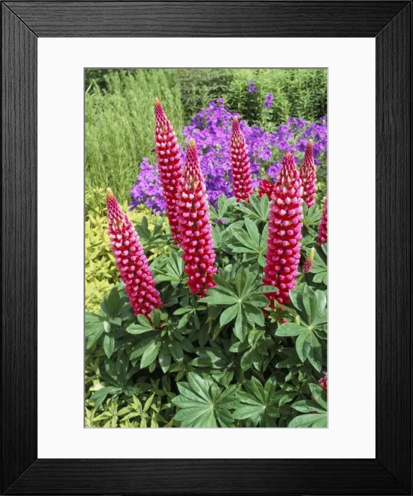 Framed Print : Crimson lupins