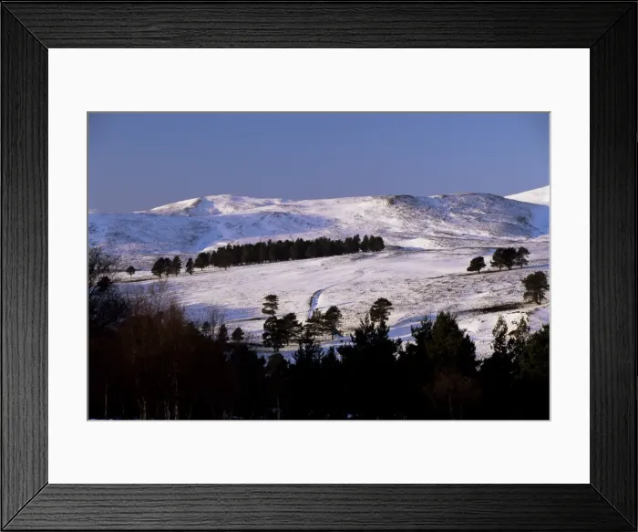 Framed Print : Pines on winter hillside Framed Print : Pines on winter hillside