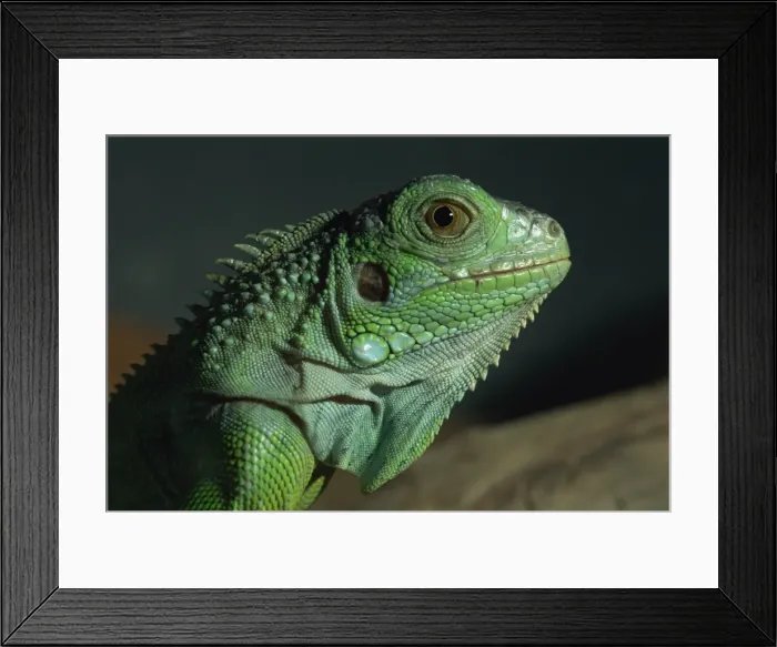 Framed Print : Serpentarium green or common iguana Framed Print : Serpentarium green or common iguana