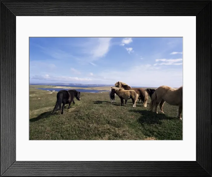 Framed Print : Groups of Shetland ponies graze the moors of Yell Framed Print : Groups of Shetland ponies graze the moors of Yell