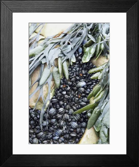 Framed Print : Mussels and seaweed on the tidal seashore Framed Print : Mussels and seaweed on the tidal seashore
