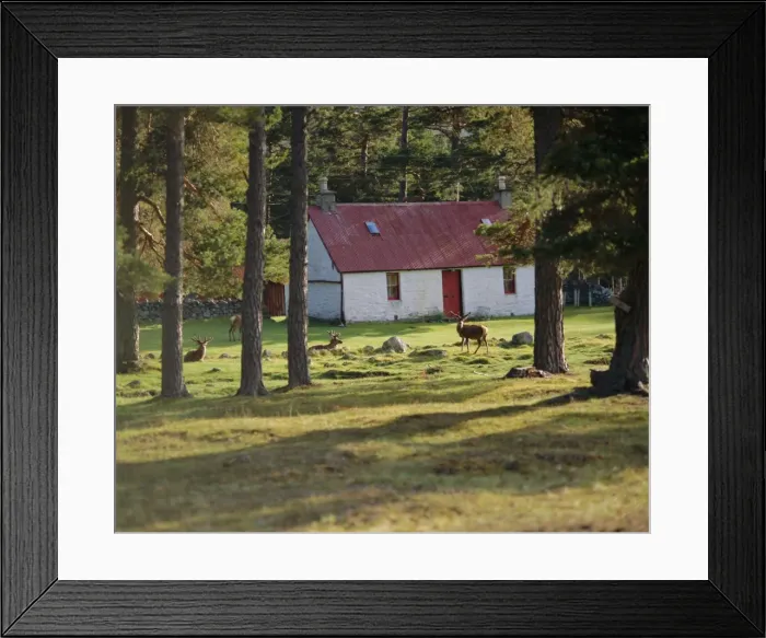 Framed Print : House and deer among trees Framed Print : House and deer among trees