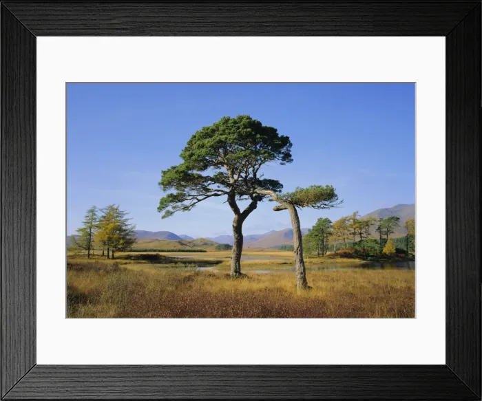 Framed Print : Scots Pine Trees Framed Print : Scots Pine Trees