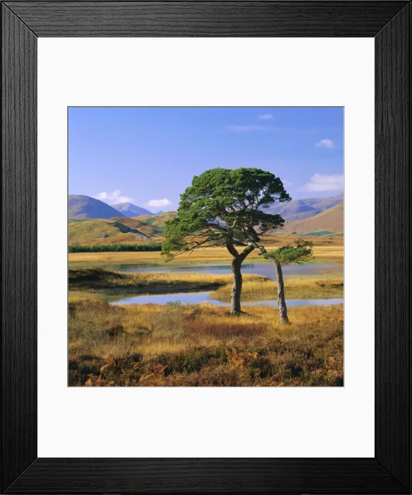 Framed Print : Scots pines at Loch Tulla Framed Print : Scots pines at Loch Tulla