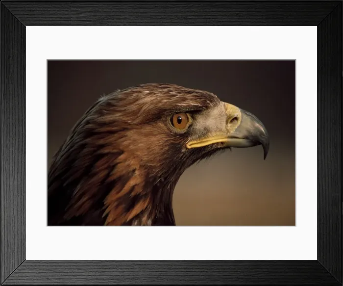 Framed Print : Golden eagle Framed Print : Golden eagle
