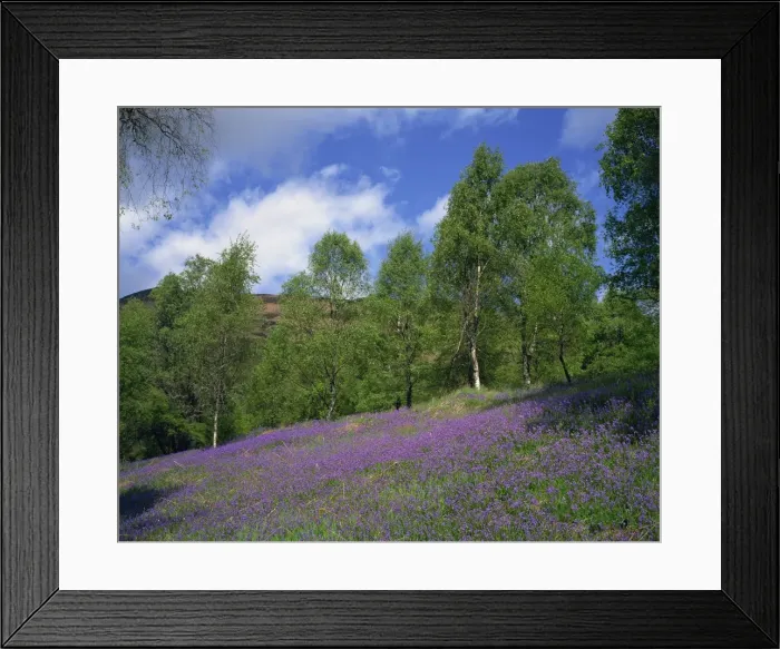 Framed Print : Bluebells on a slope in the Trossachs Framed Print : Bluebells on a slope in the Trossachs