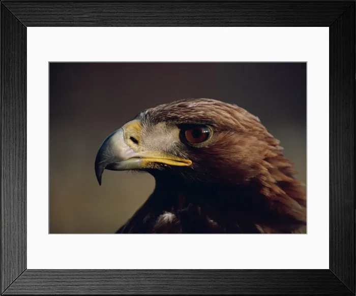 Framed Print : Portrait of a golden eagle Framed Print : Portrait of a golden eagle