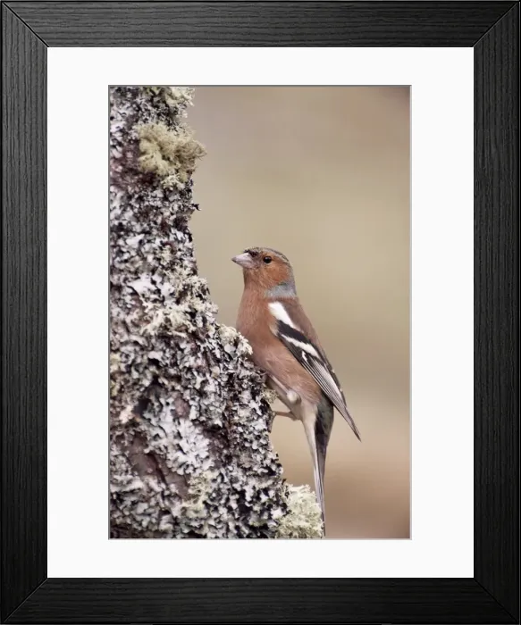 Framed Print : Male chaffinch Framed Print : Male chaffinch