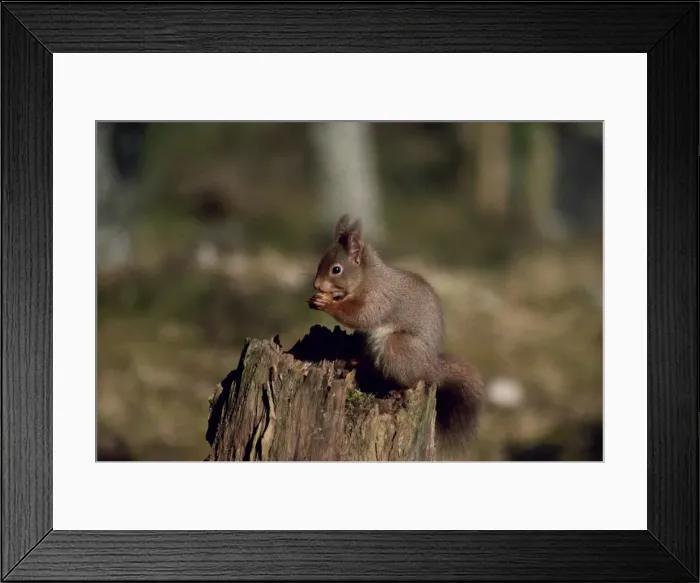 Framed Print : Portrait of a red squirrel Framed Print : Portrait of a red squirrel