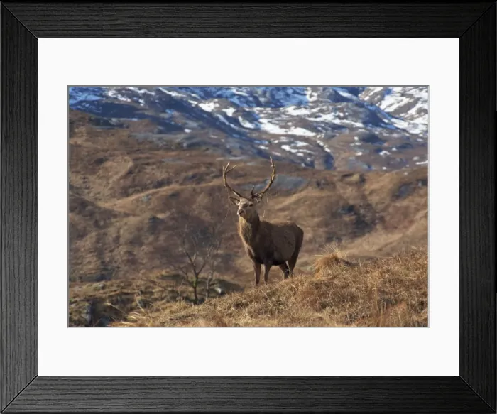 Framed Print : Portrait of a red deer Framed Print : Portrait of a red deer