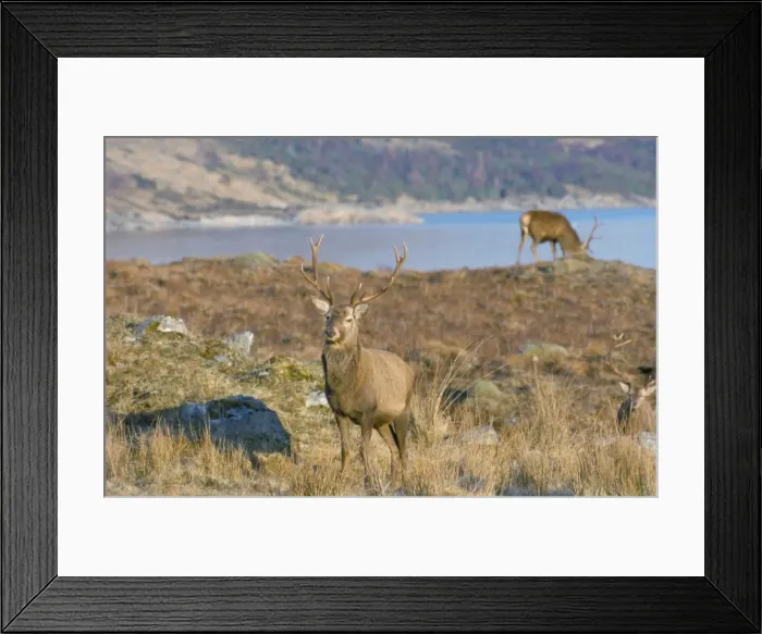 Framed Print : Red deer in the Highlands Framed Print : Red deer in the Highlands
