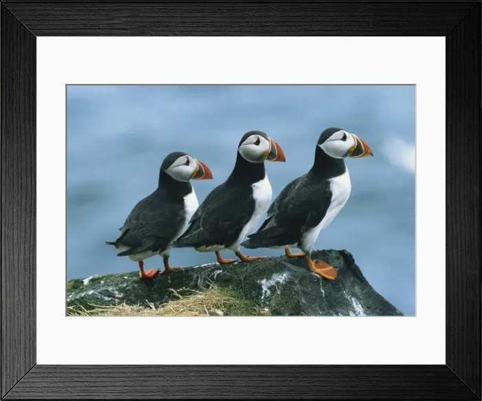 Framed Print : Three puffins on rock Framed Print : Three puffins on rock