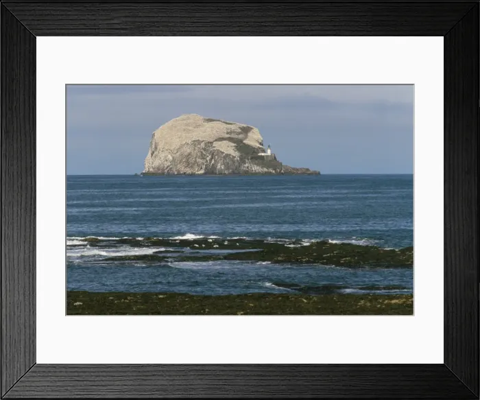 Framed Print : Bass Rock gannetry
