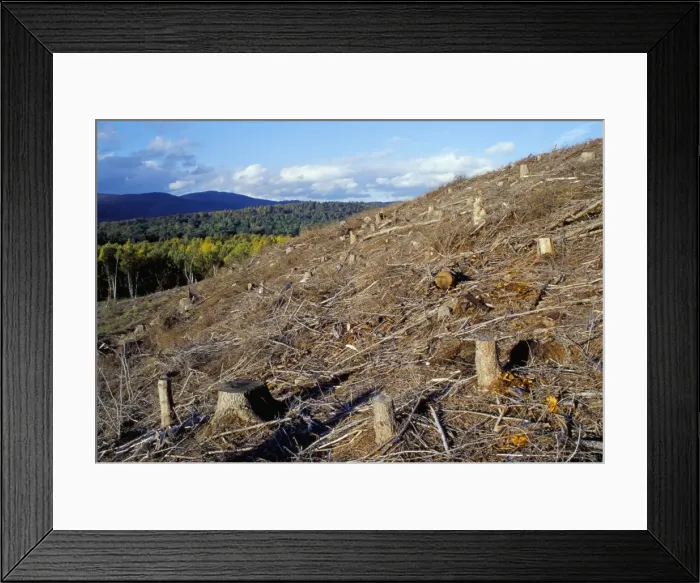 Framed Print : Area of deforestation Framed Print : Area of deforestation
