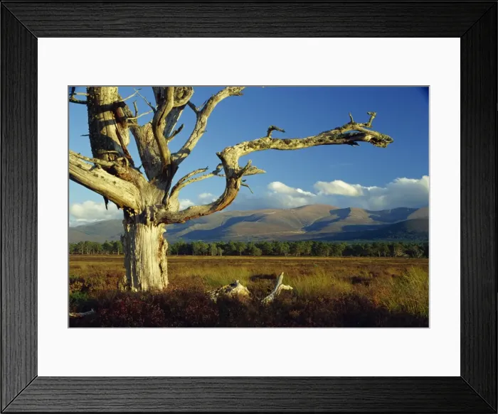 Framed Print : Old and dead Scots pine tree Framed Print : Old and dead Scots pine tree