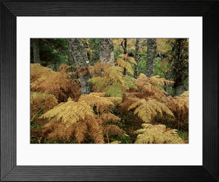 Framed Print : Bracken and birch trees in autumn Framed Print : Bracken and birch trees in autumn