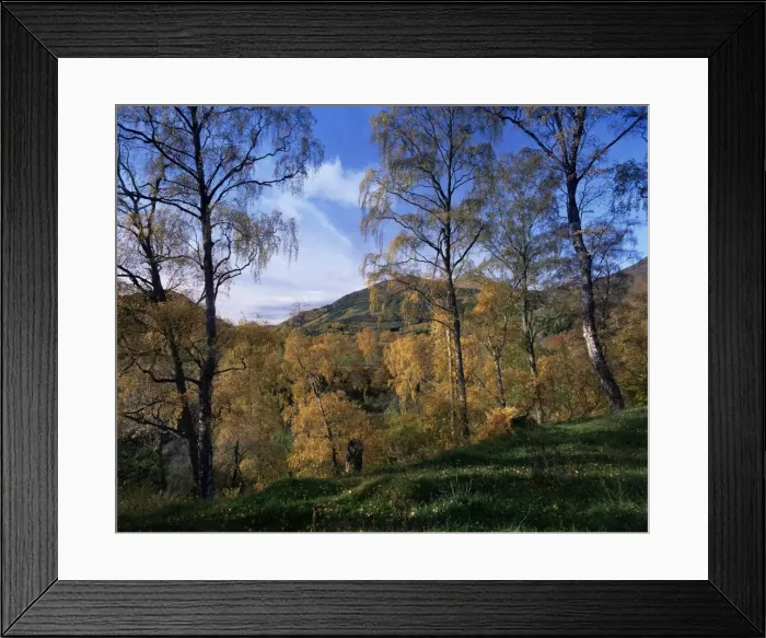 Framed Print : Birch trees in autumn Framed Print : Birch trees in autumn