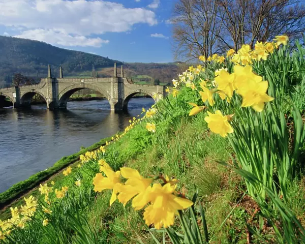 Daffodils by the River Tay and Wades Bridge