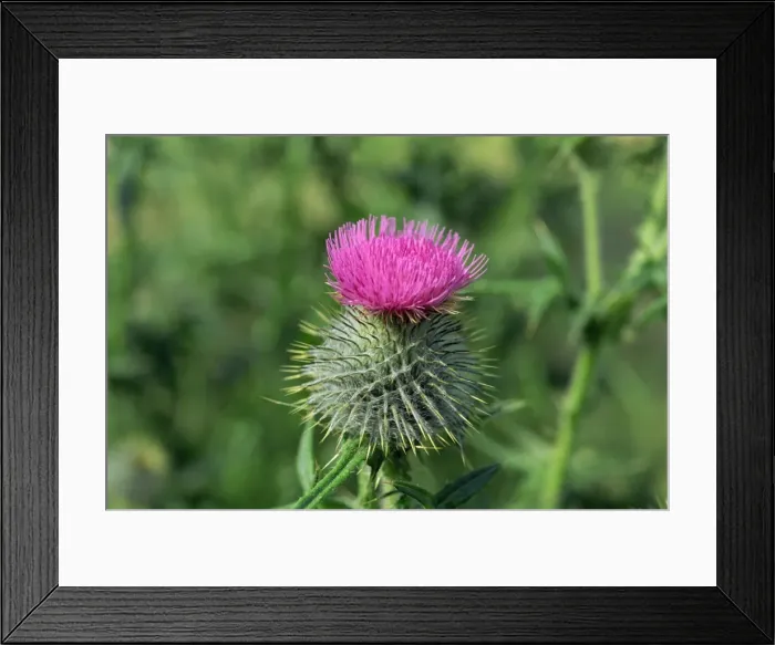 Framed Print : Thistle, emblem of Scotland Framed Print : Thistle, emblem of Scotland