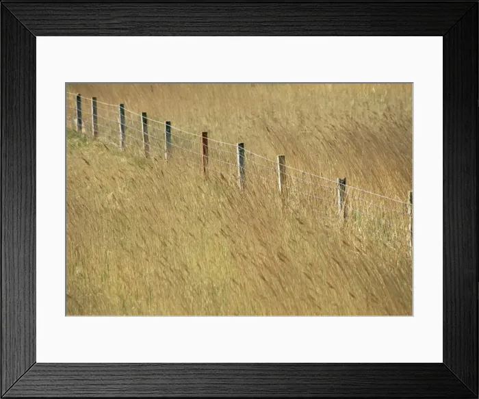 Framed Print : Fence posts through reeds Framed Print : Fence posts through reeds