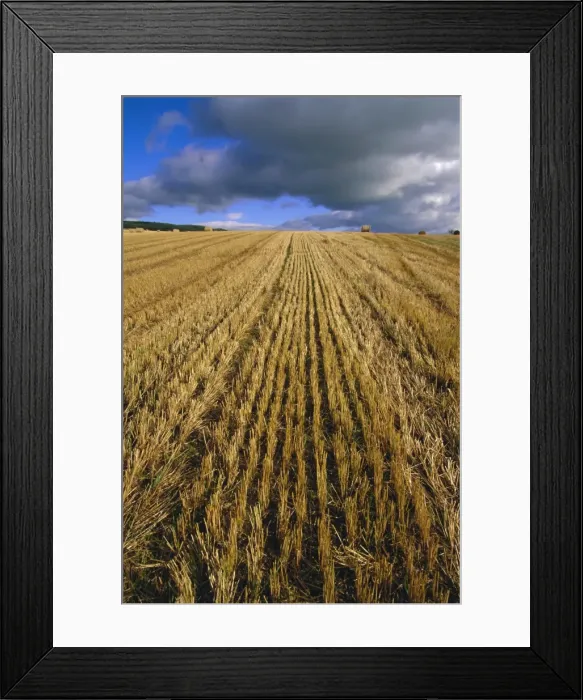 Framed Print : Hay bales near Contin Framed Print : Hay bales near Contin