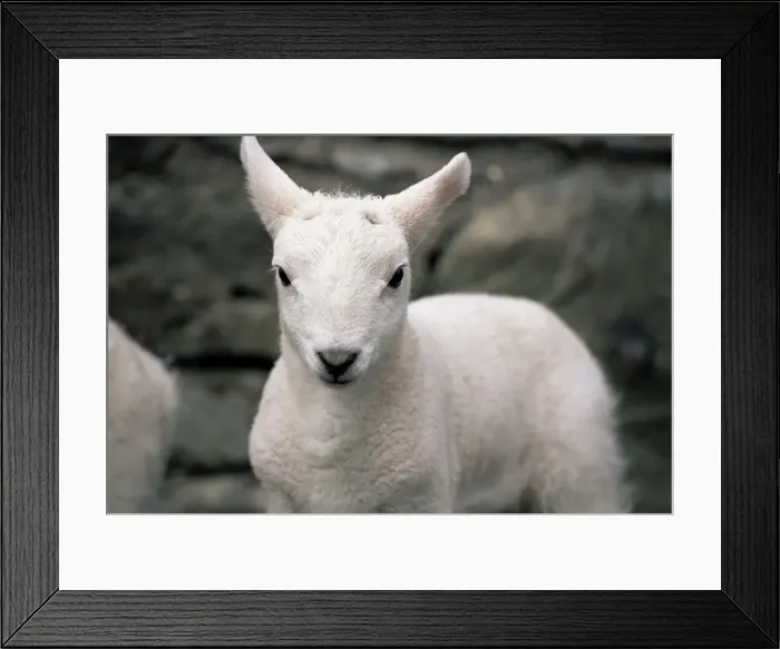 Framed Print : Lamb, near Broadford Framed Print : Lamb, near Broadford