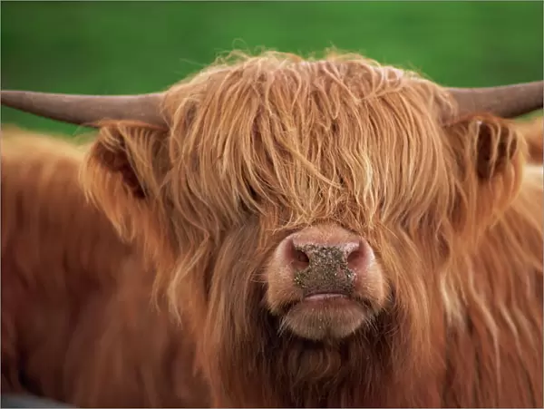 Close-up of the head of a shaggy Highland cow with horns