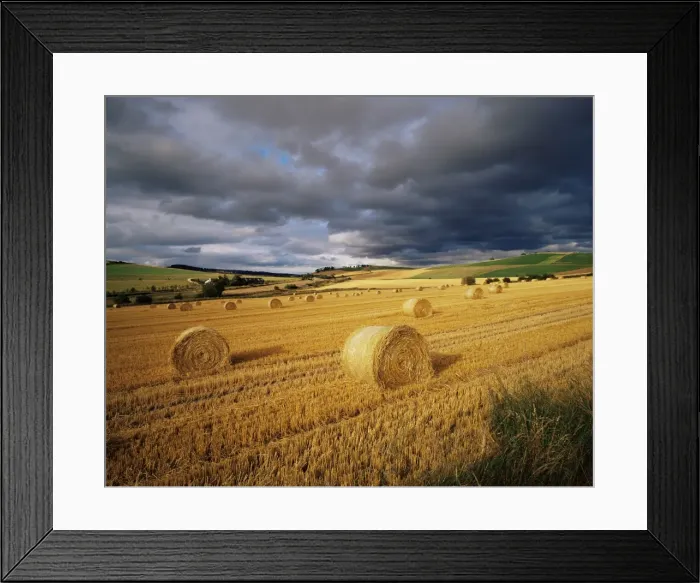 Framed Print : Hay bales, near Avoch Framed Print : Hay bales, near Avoch