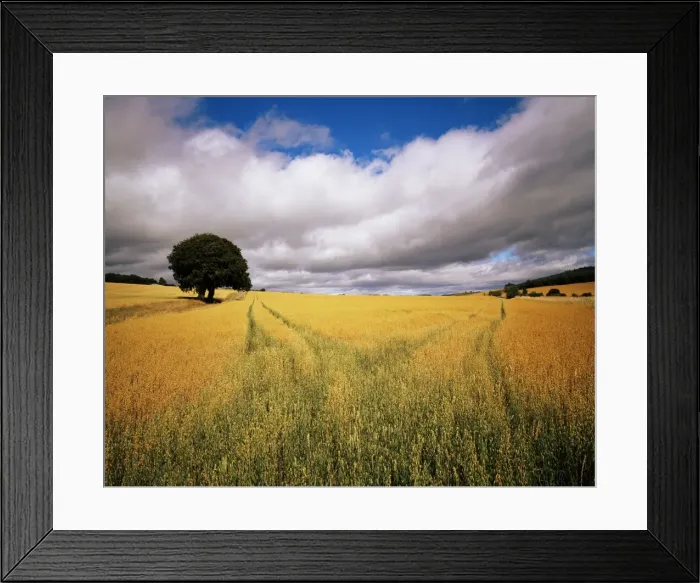Framed Print : Fields of cereals Framed Print : Fields of cereals