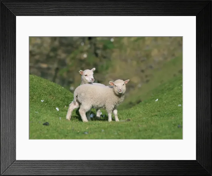Framed Print : Two lambs in June Framed Print : Two lambs in June