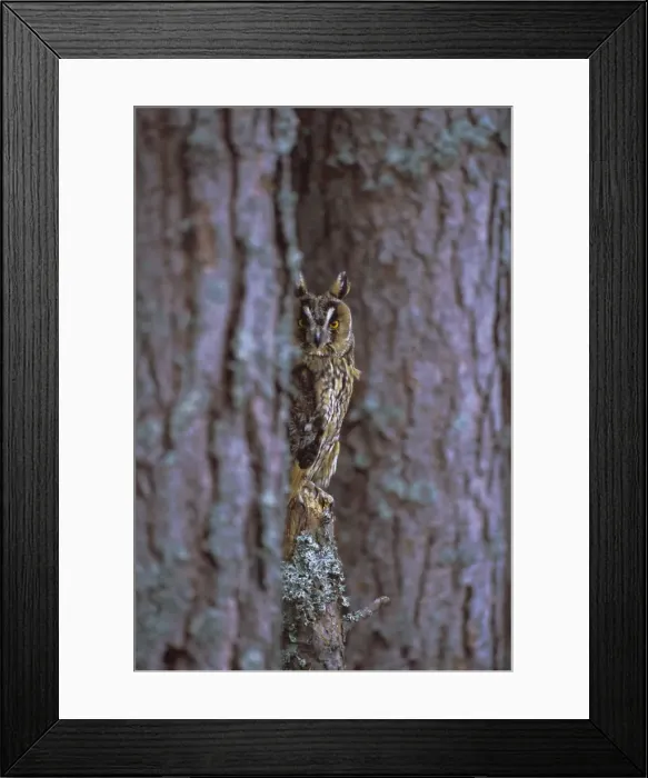 Framed Print : Long eared owl (Asio otus) in winter Framed Print : Long eared owl (Asio otus) in winter